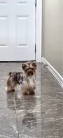Elijah, a male Yorkshire Terrier for sale in Mercedes, TX – 2 of 2