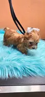 Jesse, a male Yorkshire Terrier for sale in Mercedes, TX – 2 of 3