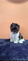 Joanie, a female Yorkshire Terrier for sale in Mercedes, TX – 2 of 4