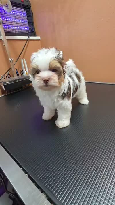Milo, a male Yorkshire Terrier for sale in Mercedes, TX – 5 of 6