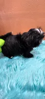 Will, a male Maltese and Shih Tzu for sale in Mercedes, TX – 3 of 4