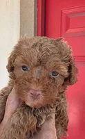 Macy, a female Poodle - Toy  for sale in Mercedes, TX – 2 of 2