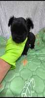 Oneil , a male Yorkshire Terrier for sale in Mercedes, TX – 2 of 3