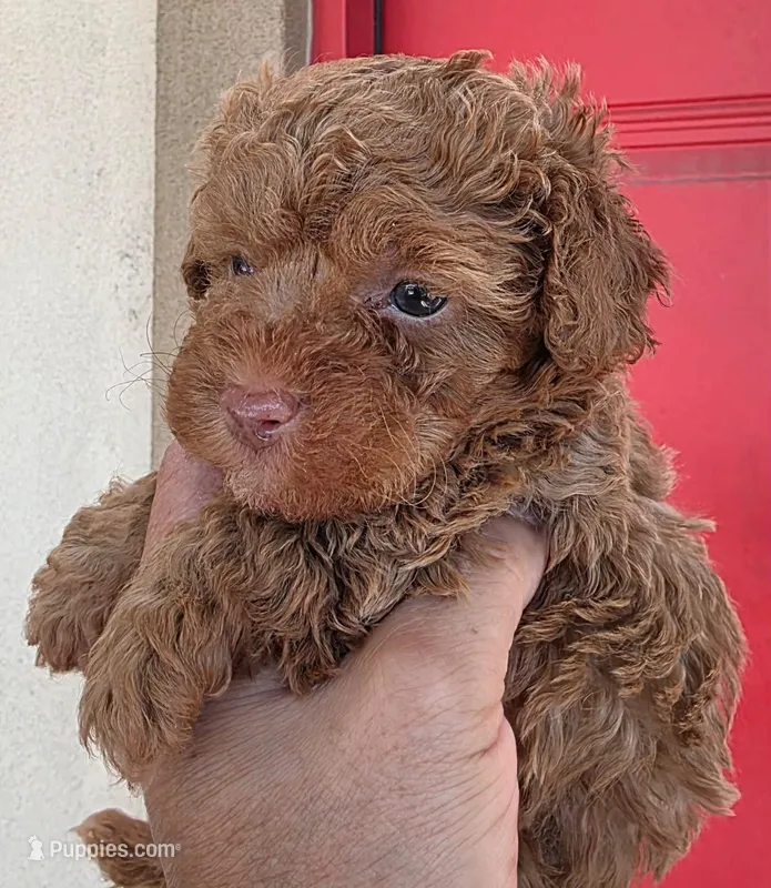Macy – Poodle - Toy  puppy for sale in Mercedes, TX