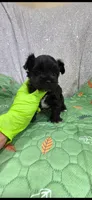 Oneil , a male Yorkshire Terrier for sale in Mercedes, TX – 3 of 3