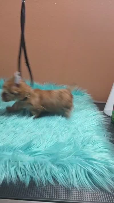 Jesse, a male Yorkshire Terrier for sale in Mercedes, TX – 3 of 3