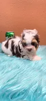 Milo, a male Yorkshire Terrier for sale in Mercedes, TX – 2 of 6