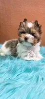 Jerry, a male Yorkshire Terrier for sale in Mercedes, TX – 2 of 4
