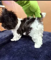 Joanie, a female Yorkshire Terrier for sale in Mercedes, TX – 3 of 4
