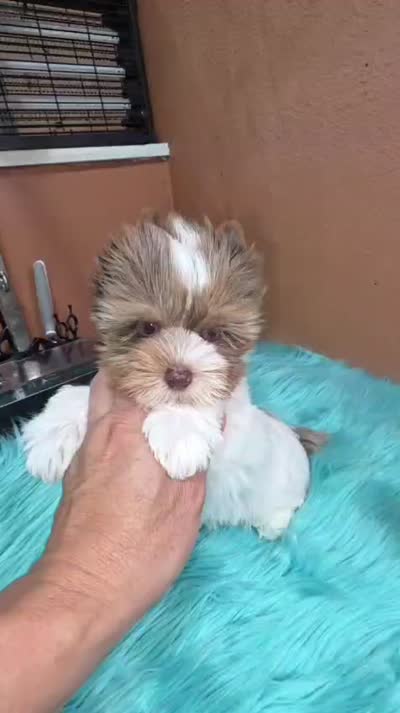 Jerry, a male Yorkshire Terrier for sale in Mercedes, TX – 4 of 4
