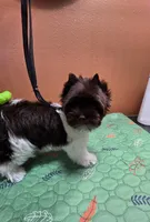 Jackson , a male Yorkshire Terrier for sale in Mercedes, TX – 3 of 3