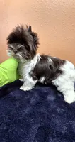 Joanie, a female Yorkshire Terrier for sale in Mercedes, TX – 4 of 4