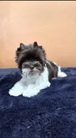 Joanie, a female Yorkshire Terrier for sale in Mercedes, TX – 1 of 4