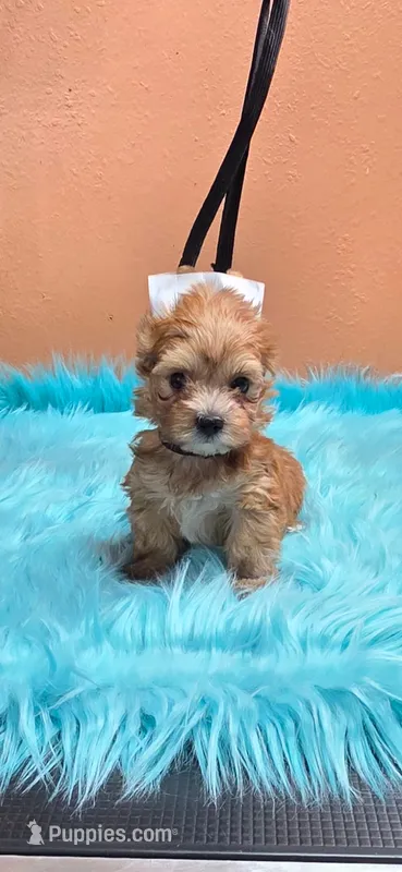 Jesse – Yorkshire Terrier puppy for sale in Mercedes, TX