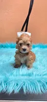 Jesse, a male Yorkshire Terrier for sale in Mercedes, TX – 1 of 3