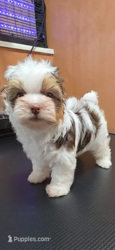 Milo, a male Yorkshire Terrier for sale in Mercedes, TX – 1 of 6