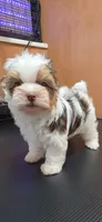 Milo, a male Yorkshire Terrier for sale in Mercedes, TX – 1 of 6