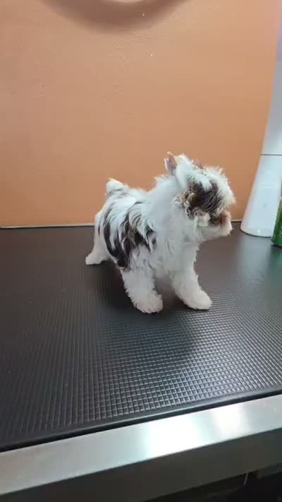Milo, a male Yorkshire Terrier for sale in Mercedes, TX – 3 of 6