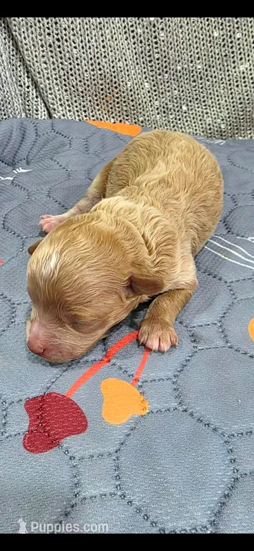 Anderson – Maltipoo puppy for sale in Mercedes, TX