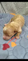 Anderson, a male Maltipoo for sale in Mercedes, TX – 1 of 2
