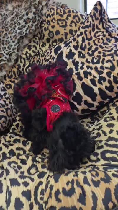 Frida, a female Poodle - Miniature  for sale in Mercedes, TX – 4 of 4