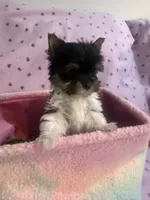Mo Mo, a male Yorkshire Terrier for sale in Hope, IN – 2 of 3