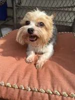 Baxter, a male Yorkshire Terrier for sale in Hope, IN – 3 of 6