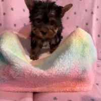 Misty , a female Yorkshire Terrier for sale in Hope, IN – 2 of 3
