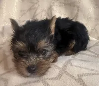 Max, a male Yorkshire Terrier for sale in Hope, IN – 6 of 6