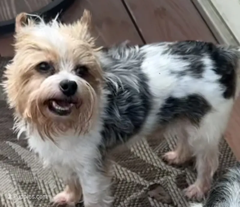 Baxter – Yorkshire Terrier puppy for sale in Hope, IN