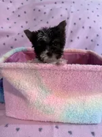 Max, a male Yorkshire Terrier for sale in Hope, IN – 5 of 5