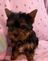 Misty , a female Yorkshire Terrier for sale in Hope, IN – 3 of 3