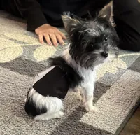 Mo Mo, a male Yorkshire Terrier for sale in Hope, IN – 6 of 10