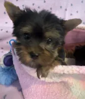 Baxter, a male Yorkshire Terrier for sale in Hope, IN – 2 of 5