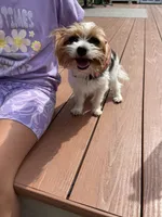 Baxter, a male Yorkshire Terrier for sale in Hope, IN – 5 of 6