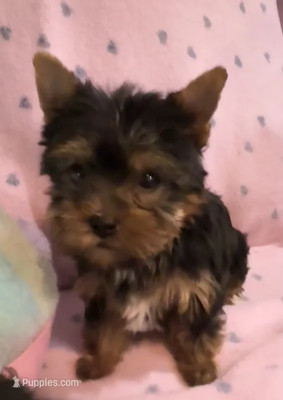 Misty , a female Yorkshire Terrier for sale in Hope, IN – 1 of 3
