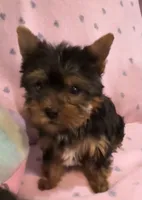Misty , a female Yorkshire Terrier for sale in Hope, IN – 1 of 3
