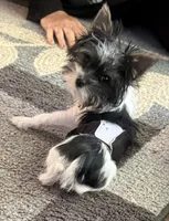 Mo Mo, a male Yorkshire Terrier for sale in Hope, IN – 5 of 10