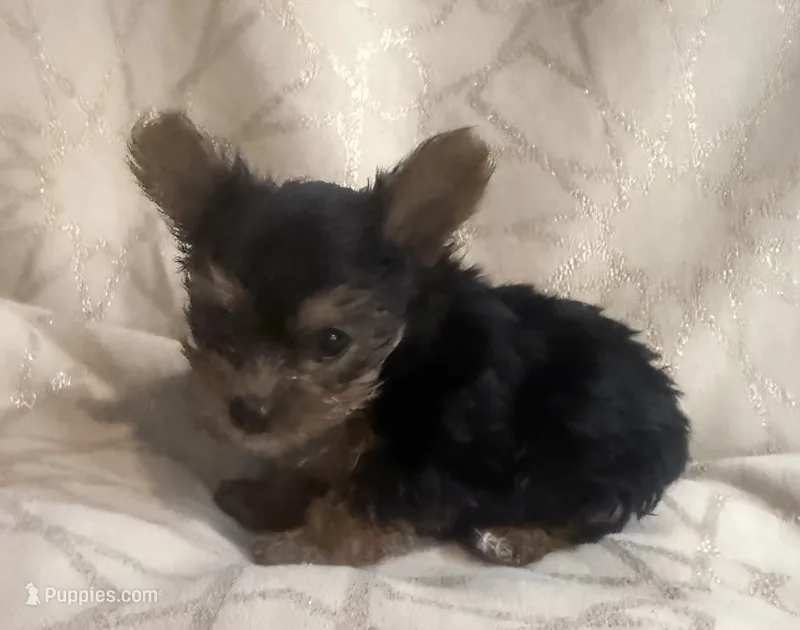 Max – Yorkshire Terrier puppy for sale in Hope, IN