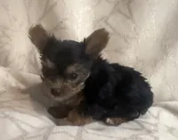 Max, a male Yorkshire Terrier for sale in Hope, IN – 1 of 6