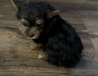 Max, a male Yorkshire Terrier for sale in Hope, IN – 3 of 6