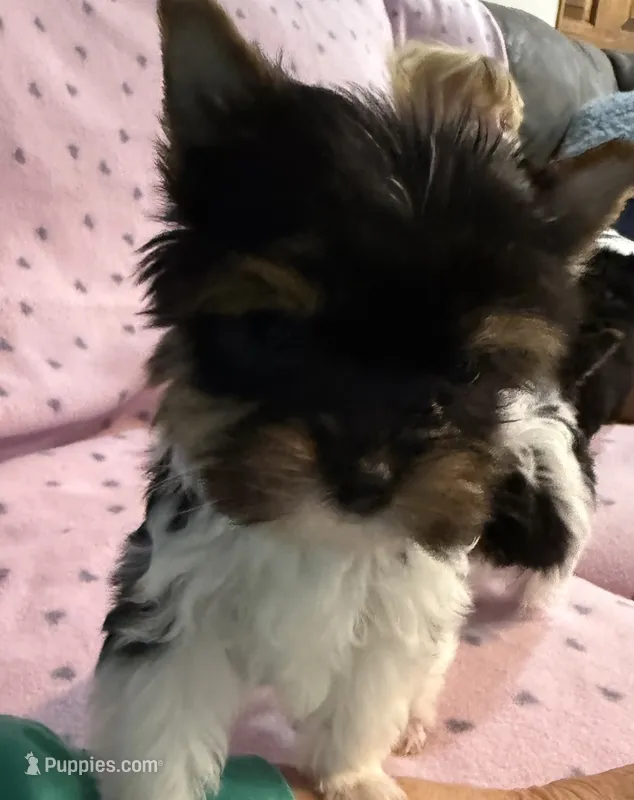 Max – Yorkshire Terrier puppy for sale in Hope, IN