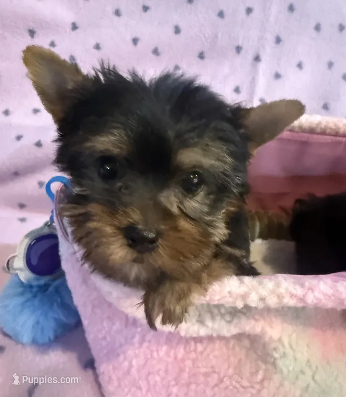 Baxter – Yorkshire Terrier puppy for sale in Hope, IN