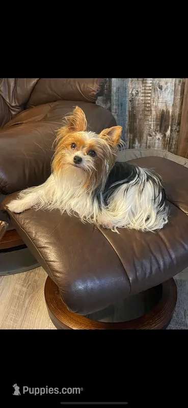 Baxter – Yorkshire Terrier puppy for sale in Hope, IN