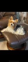 Baxter, a male Yorkshire Terrier for sale in Hope, IN – 4 of 6
