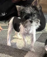 Mo Mo, a male Yorkshire Terrier for sale in Hope, IN – 8 of 10