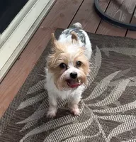 Baxter, a male Yorkshire Terrier for sale in Hope, IN – 2 of 6