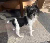 Mo Mo, a male Yorkshire Terrier for sale in Hope, IN – 10 of 10