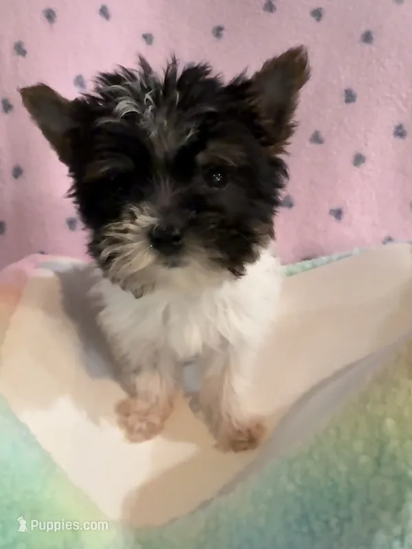 Mo Mo – Yorkshire Terrier puppy for sale in Hope, IN
