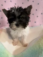 Mo Mo, a male Yorkshire Terrier for sale in Hope, IN – 1 of 3